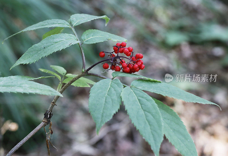 高山接骨木(sambuus racemosa)红色浆果